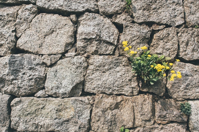 yellow-petaled flower